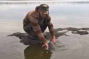 Очередной карп, пойманный на бойл Grandcarp ПЕЧЕНЬ•ПЕРЕЦ•КЛУБНИКА